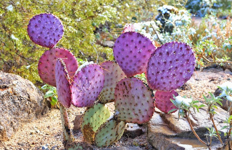 Santa Rita Purple Prickly Pear Cactus Pad (Opuntia violacea) - 1 Fresh Cutting