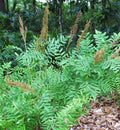 Live Royal Fern Osmunda regalis - 3.5" Pot | Native Moist Shade Perennial Fern