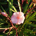 Mrs. Roeding Oleander Cuttings – 3 Fresh Nerium oleander Rooting or Grafting