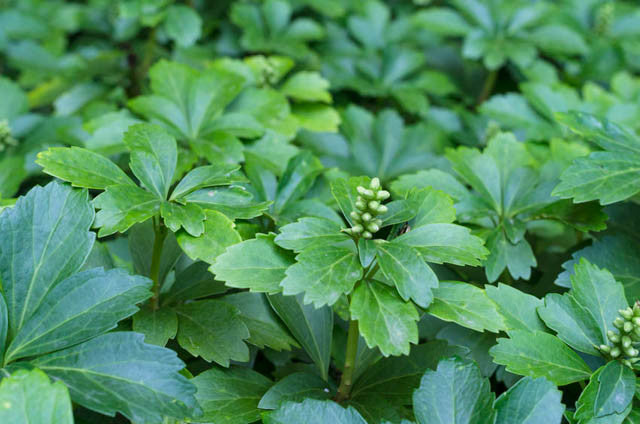 Pachysandra Terminalis (Japanese Spurge) - 25 Bare Root Plants for Shade Ground Cover