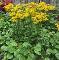 Packera aurea (Golden Ragwort) Seeds - 100 Premium Non-GMO Seeds for Native Pollinator Gardens