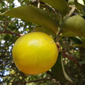 Palestine Sweet Lemon Cuttings (Citrus limetta) 6–8 Inch Unrooted – For Rooting or Grafting