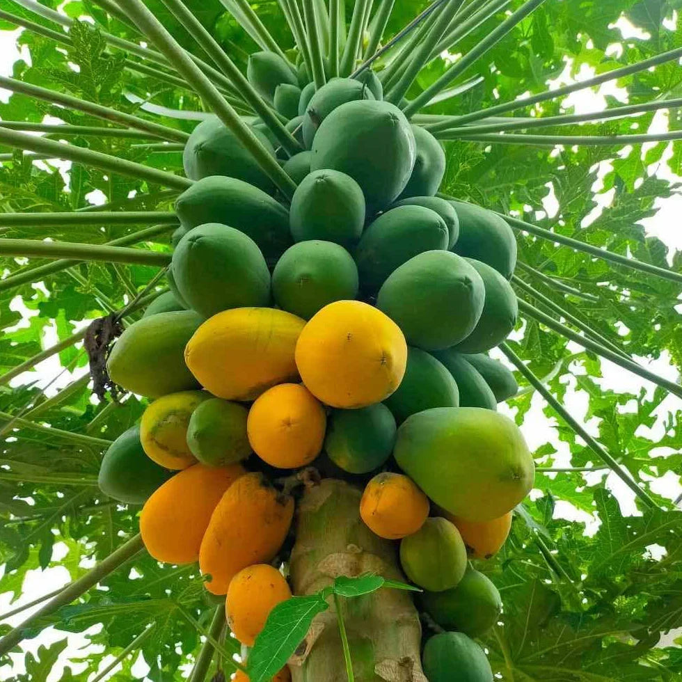 Red Lady Papaya Plant – Carica papaya ‘Red Lady’ | Dwarf, Self-Fertile Live Starter Plant
