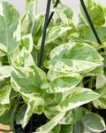 Pearls and Jade Pothos - Rooted Live Plant in 2" Pot (Epipremnum aureum)
