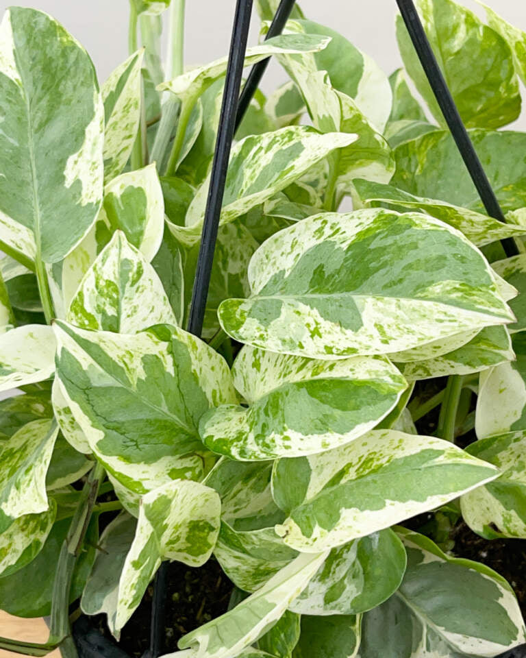 Pearls and Jade Pothos - Rooted Live Plant in 2" Pot (Epipremnum aureum)
