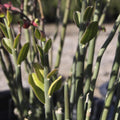 Tall Lady Slipper Pedilanthus tithymaloides Cuttings - 5 Unrooted, Zig Zag Devil’s Backbone