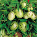 Kendall’s Gold Pepino Melon Cuttings (Unrooted) – Solanum muricatum, Golden Pepino Dulce