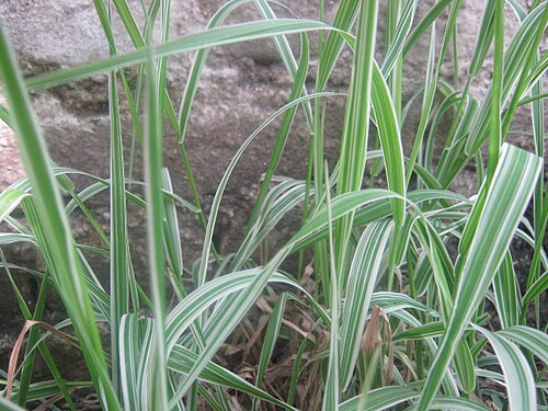 Variegated Ribbon Grass (Phalaris arundinacea) Bare Root Live Plants – Hardy Ornamental Grass for Moist Areas