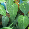 Philodendron Micans Velvet-Leaf (Hederae Philodendron) - Small Rooted Starter, Bareroot
