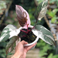 Philodendron Red Anderson Princess Live Plant 3–5" Bareroot | Rare Variegated Aroid