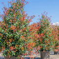 Red Tip Photinia x fraseri Bare Root - Set of 3, 2" Tall