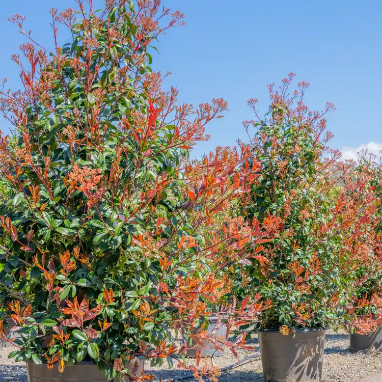 Red Tip Photinia x fraseri Bare Root - Set of 3, 2" Tall