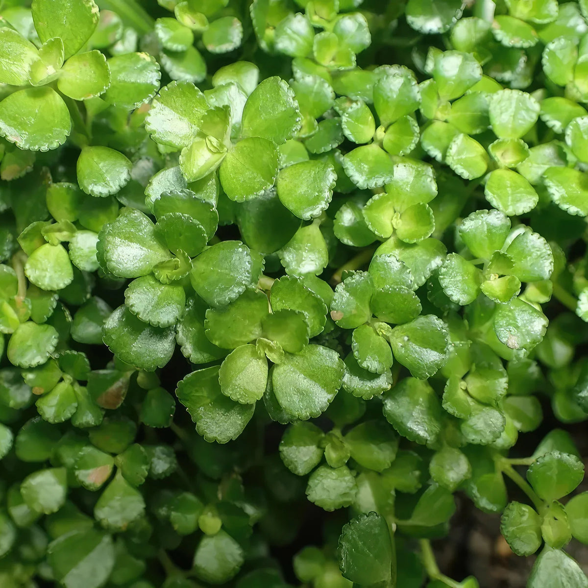 Pilea Tiny Tears - Rooted Bareroot Starter Plant | Easy Care Indoor Ground Cover