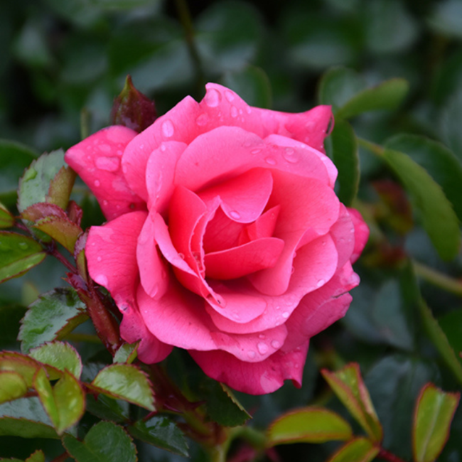 Flower Carpet Pink Rose Cuttings (3 Unrooted) - Rosa Flower Carpet Pink Groundcover
