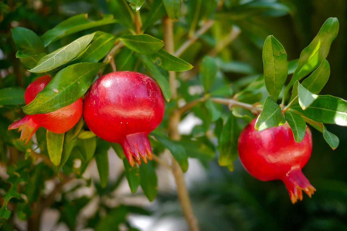 Red Wonderful Pomegranate Cutting (Punica granatum) – 6–8" Unrooted Cutting for Rooting or Grafting
