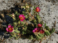 Paraguayan Purslane Portulaca amilis Root Cuttings — Kiss Me Quick Moss Rose (Live Bare Root Cuttings)