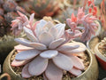 Echeveria laui – Bare Root 2–3" Rare Powdery Succulent