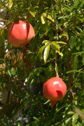 Kashmir Pomegranate Cutting (Punica granatum) – 6–8" Unrooted Cutting for Rooting or Grafting