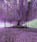 Purple Wisteria Cuttings Unrooted - 10 Fresh Unrooted Cuttings Wisteria sinensis