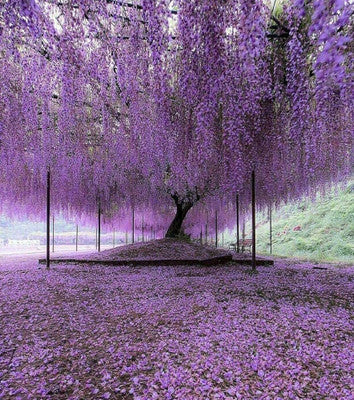 Purple Wisteria Cuttings Unrooted - 10 Fresh Unrooted Cuttings Wisteria sinensis