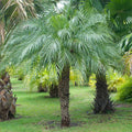 Pygmy Date Palm Seedlings (Phoenix roebelenii) - 5 Pack, 3–5" Starter Plants