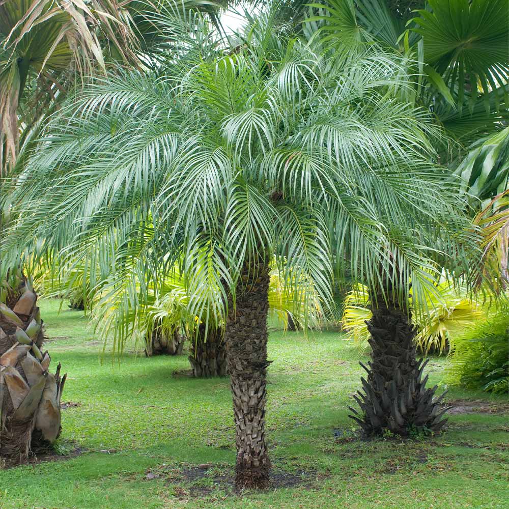 Pygmy Date Palm Seedlings (Phoenix roebelenii) - 5 Pack, 3–5" Starter Plants