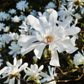 Star Magnolia Tree (Magnolia stellata) - Bare Root Seedling 6-12" Ships Dormant