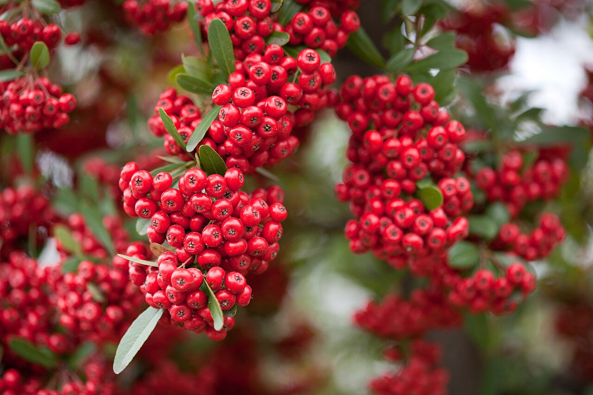 Pyracantha coccinea - Rare Scarlet Firethorn Cuttings (5 unrooted) for Rooting or Grafting