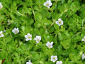Bacopa monnieri (Brahmi) 15 Live Bareroot Plants – Wetland Diy Garden, Aquarium & Edible Herb