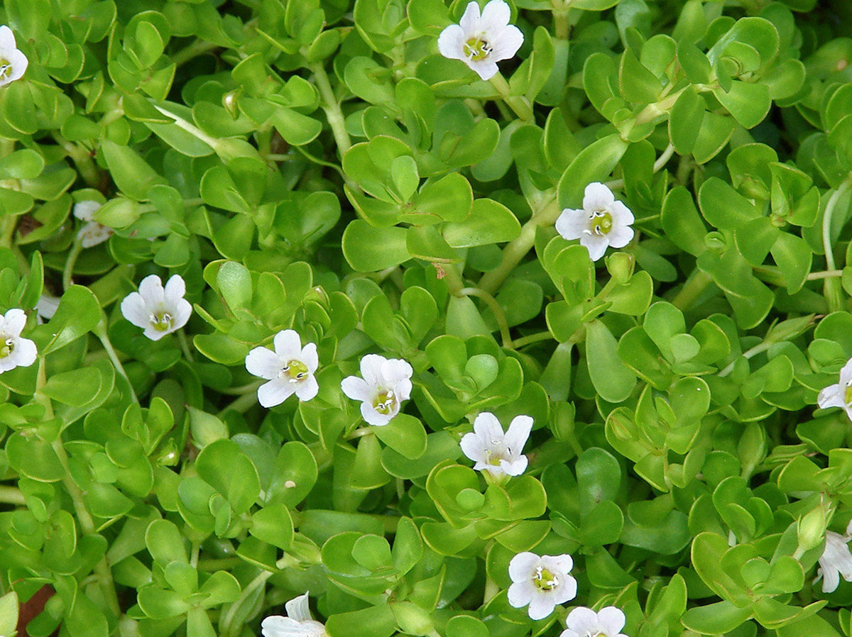 Bacopa monnieri (Brahmi) 15 Live Bareroot Plants – Wetland Diy Garden, Aquarium & Edible Herb