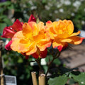 Joseph’s Coat Climbing Rose Cuttings (Rosa ‘Joseph’s Coat’) – 3 Unrooted
