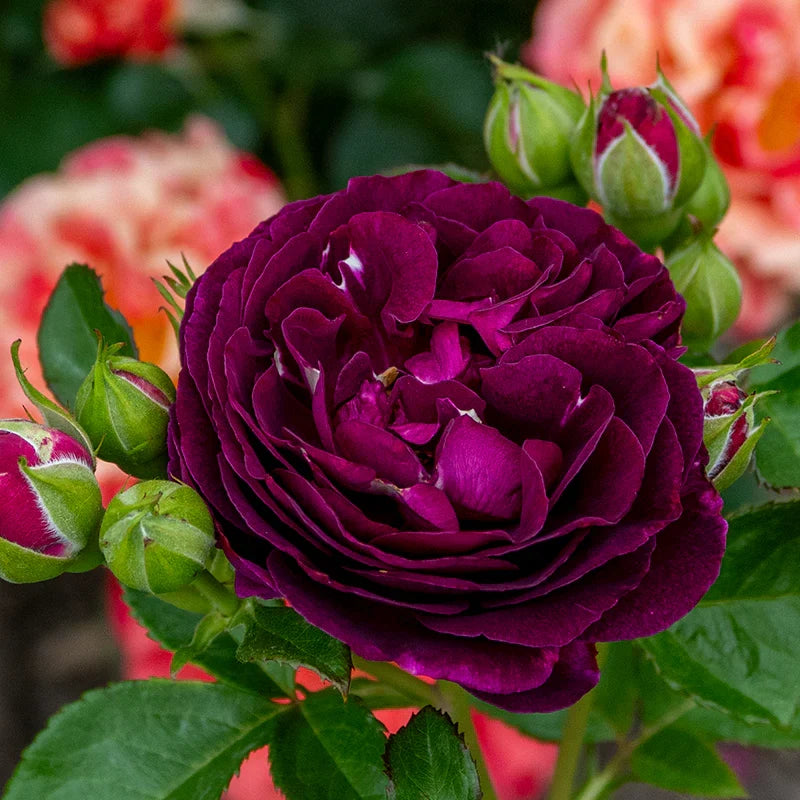 Twilight Zone Rose Cuttings (3 Unrooted) Rosa 'Twilight Zone' Deep Purple – For Rooting & Grafting