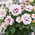 Eyes for You Rose Cuttings (3 Unrooted) Rosa Eyes for You Lavender & Purple Eye