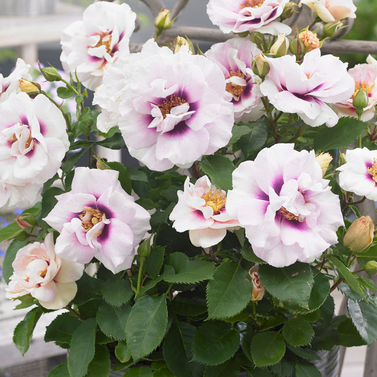 Eyes for You Rose Cuttings (3 Unrooted) Rosa Eyes for You Lavender & Purple Eye