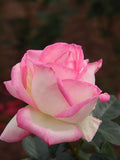 Grace de Monaco Rose Bush Bare Root Starter Plant - Hybrid Tea, Blush-Pink Flowers