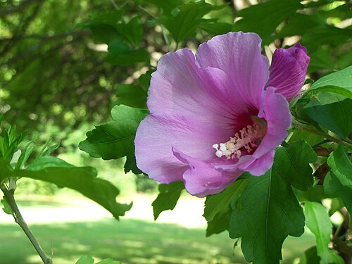 5 Rose of Sharon Bare Root Starter Plants | Hibiscus syriacus
