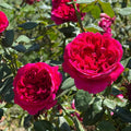 Rouge Royal Red Rose Cuttings (3 Unrooted) Rosa 'Rouge Royal' - Fragrant, Rooting or Grafting