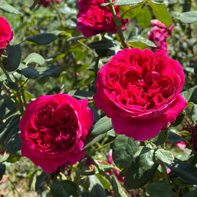 Rouge Royal Red Rose Cuttings (3 Unrooted) Rosa 'Rouge Royal' - Fragrant, Rooting or Grafting