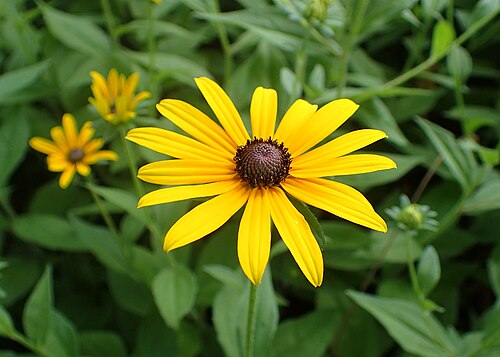 Black-Eyed Susan Plants (Rudbeckia hirta) Bare Root – 3 Plants