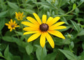 Black-Eyed Susan Plants (Rudbeckia hirta) Bare Root – 3 Plants