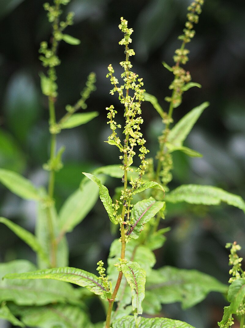Bloody Dock Bare Root (Rumex sanguineus) - Red-Veined Sorrel, Cold Hardy Perennial for Aquatic Marginal Gardens