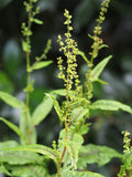 Bloody Dock Bare Root (Rumex sanguineus) - Red-Veined Sorrel, Cold Hardy Perennial for Aquatic Marginal Gardens