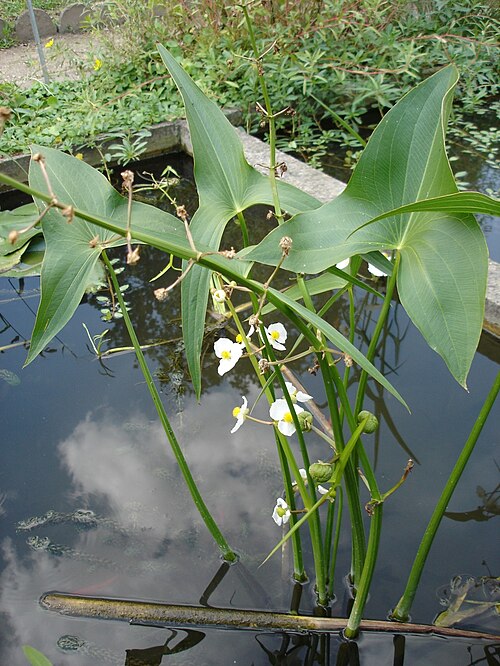 Sagittaria latifolia Seeds | Common Arrowhead (Duck Potato) 500 Seeds for Ponds & Wetlands