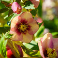 Hellebore Sandy Shores (Helleborus x hybridus) – Established Gallon Plant, Lenten Rose, Partial to Full Shade