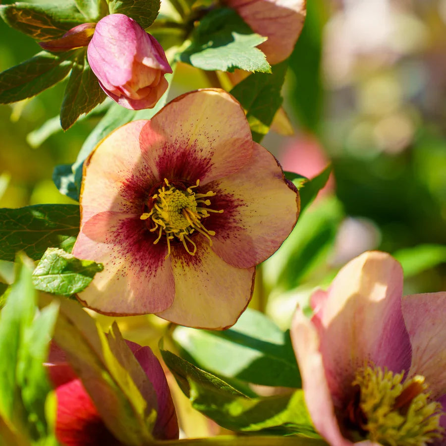 Hellebore Sandy Shores (Helleborus x hybridus) – Established Gallon Plant, Lenten Rose, Partial to Full Shade