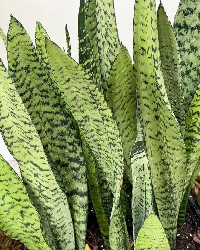 Sansevieria Snake Plant Starter Leaf Cuttings 9 (4–6") Unrooted Hawaii-Grown Organic