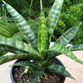 Sansevieria parva Rare Snake Plant Starter 4–8" tall – Live rooted plant, African Spear