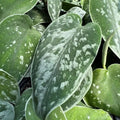 12-Inch Rooted Variegated Silver Satin Pothos Cutting - Scindapsus pictus