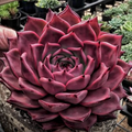 Echeveria Agavoides ‘Romeo Rubin’ Bare Root - 2” Rare Red Succulent