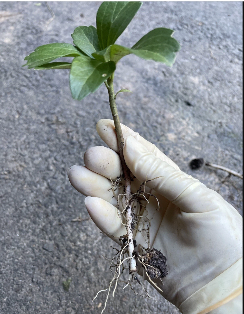 Pachysandra Ground Cover Plants - 20 Well Established Plants with Roots (Pachysandra terminalis)